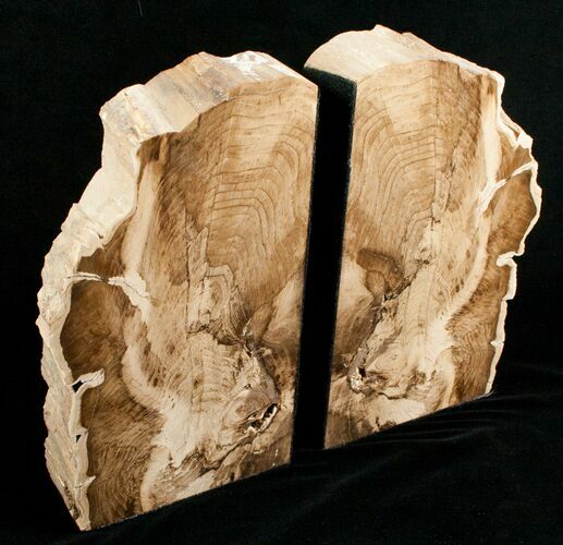 Large Petrified Wood Bookends - Cottenwood #5048